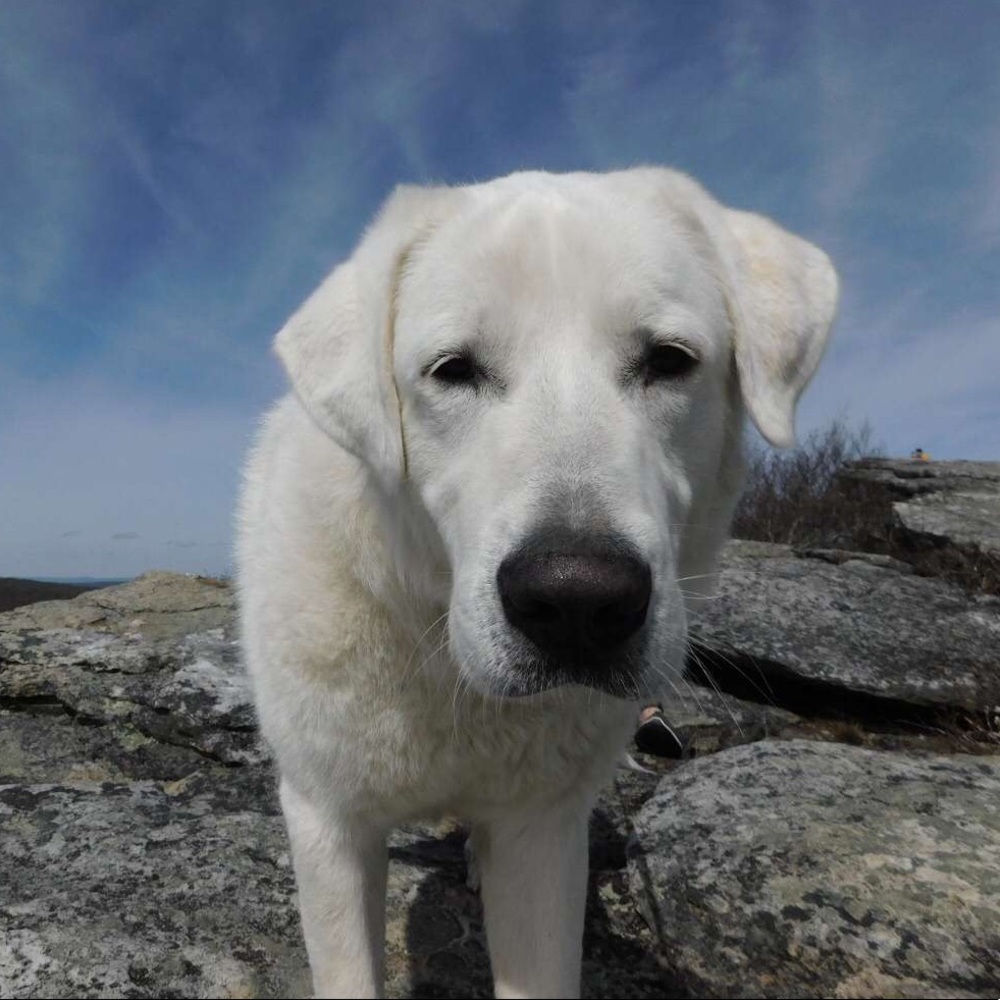 Meet your Posher, Maddie